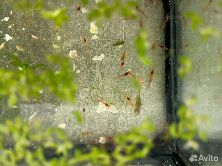 Креветки и малек гуппи