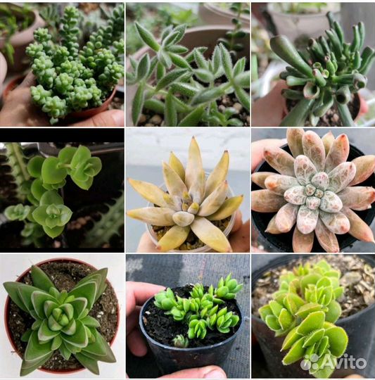 Набор черенков суккулентов
