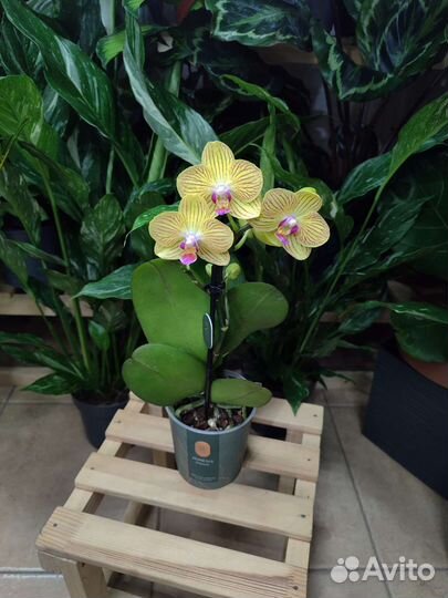 Орхидея мультифлора Gold Baby
