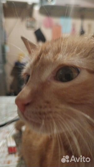 Рыжий котенок мальчик, в добрые руки