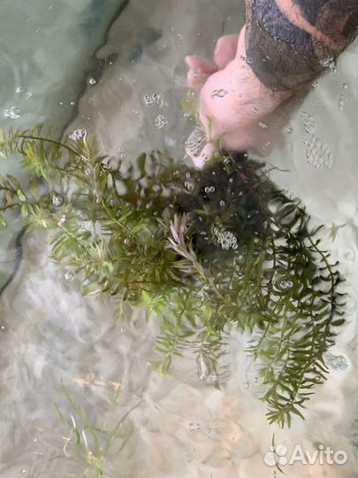 Аквариумное растение 3 пучка
