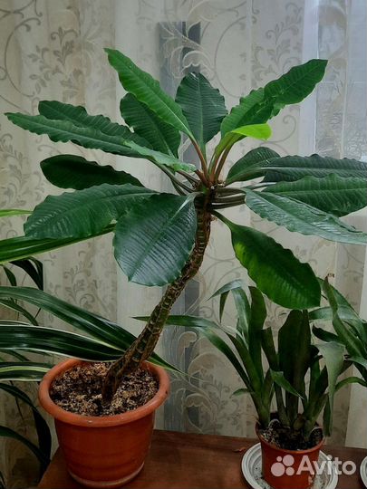 Комнатные растения