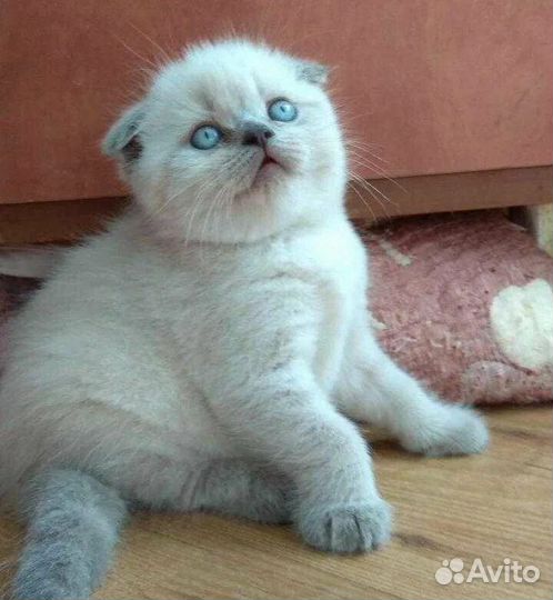 Шотландский вислоухий котенок