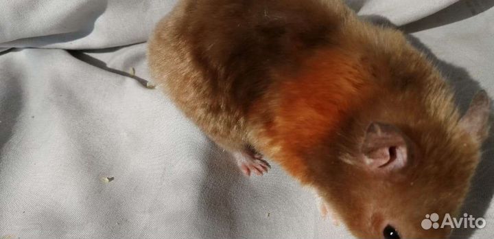 Хомяки экзотических цветов