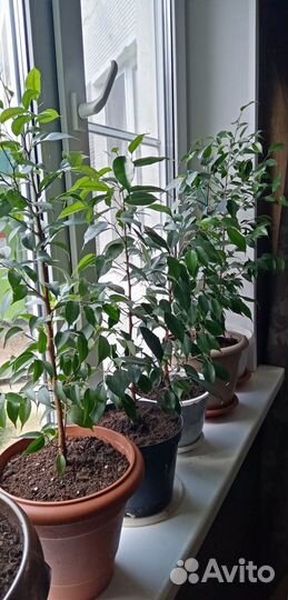 Комнатные цветы