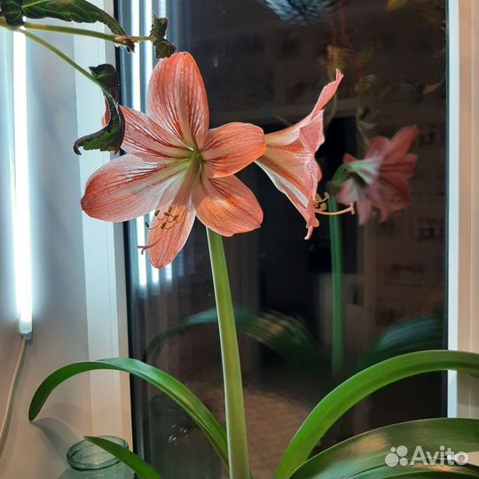 Гиппиаструм