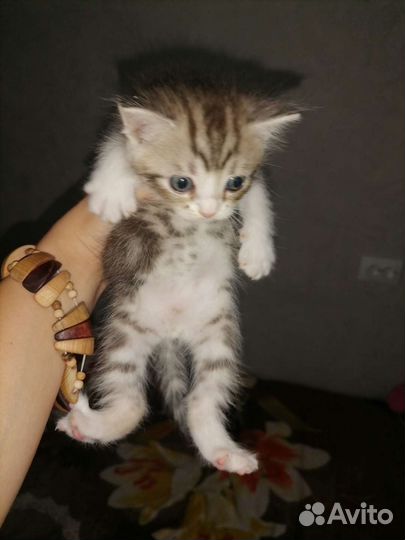 Шотландские котята
