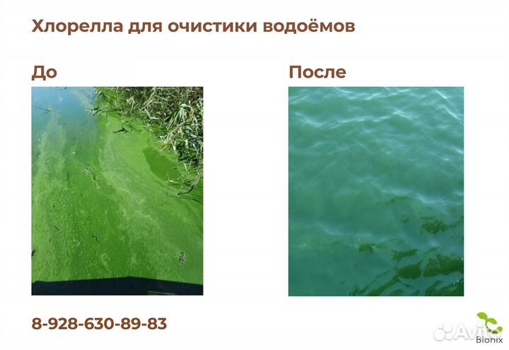 Хлорелла для очистки водоёмов, 5л