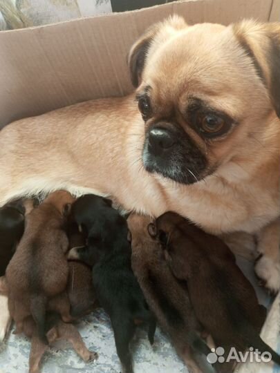 Маленькая собака