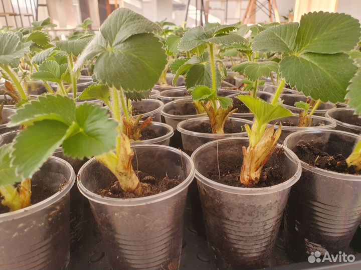 Рассада ремонтантной клубники