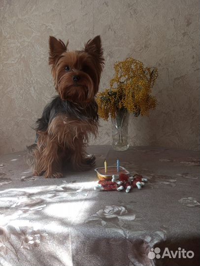 Вязка собак ерк ширских той терьеров