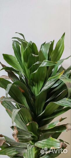 Пальма драцена