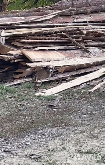 Отдам бесплатно щенки