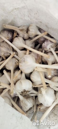 Озимый чеснок