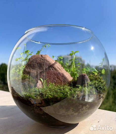 Флорариум-моссариум 