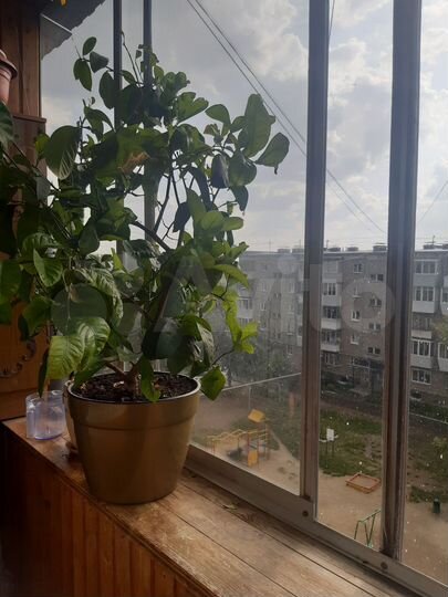 2-к. квартира, 47,7 м², 5/5 эт.