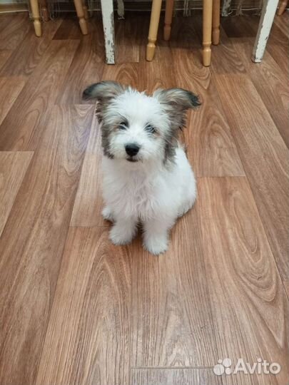 Собака маленькая порода