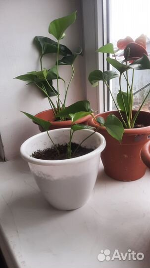 Комнатные цветы антуриум