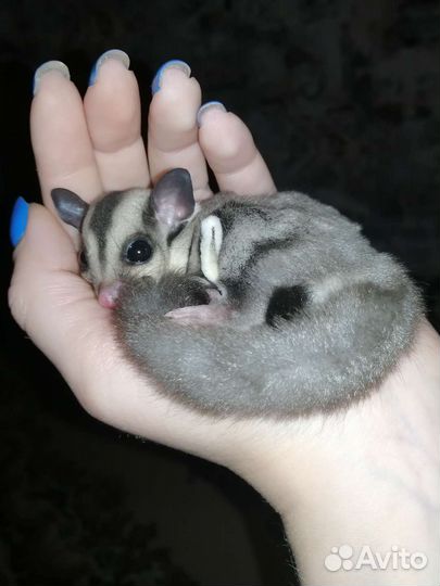 Белка летяга