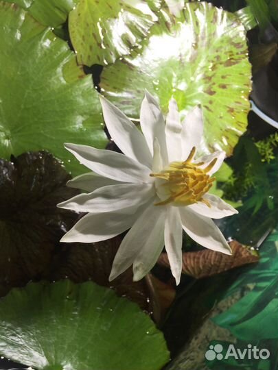 Аквариумные растения