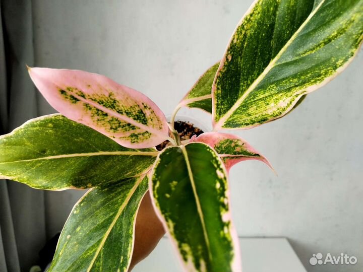 Ароидные: аглаонема монстера филодендрон