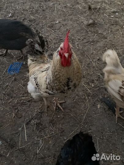 Петухи молодые активные