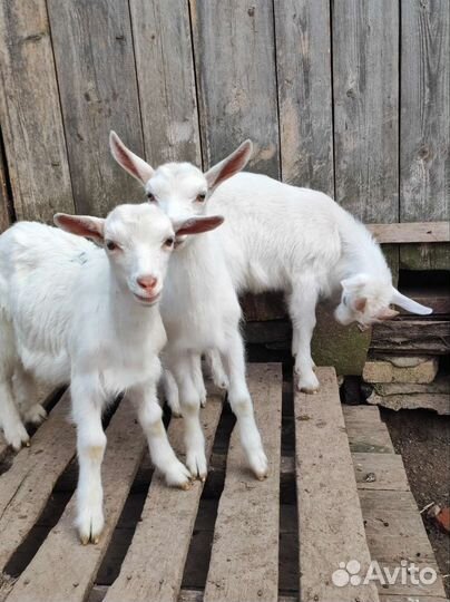 Козлята