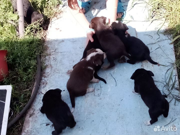 Маленькие собачки щенята