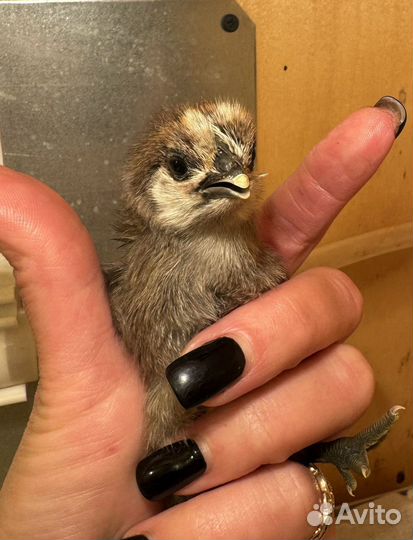 Цыплята ухейилюй