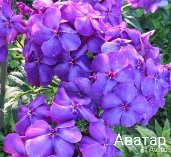 Флоксы метельчатые