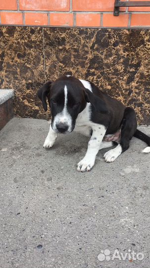 Щенок Мальчик Щенки Бесплатно