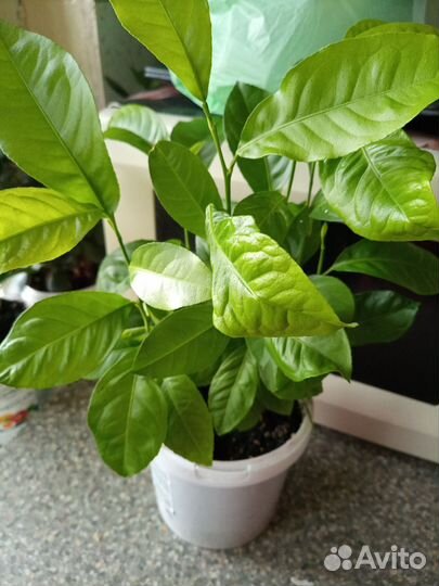 Лимон или мандарин