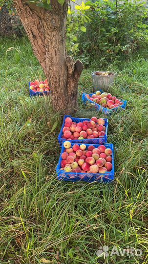 Яблоки летние