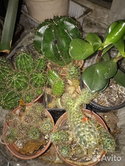 Кактусы и суккуленты