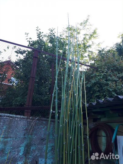 Бамбук для поделок