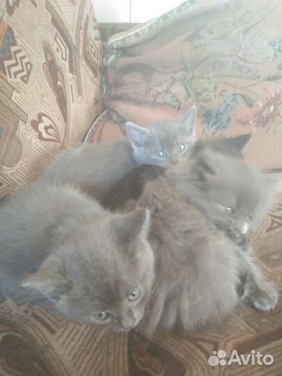 Кошки в добрые руки бесплатно