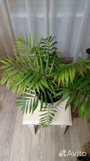 Комнатный цветок хамедория