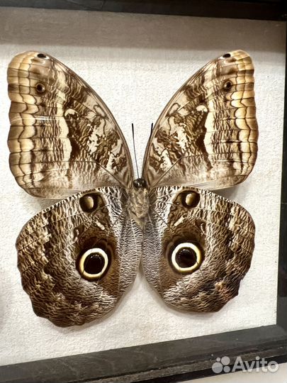 Бабочка Сова Caligo atreus в багетной рамке