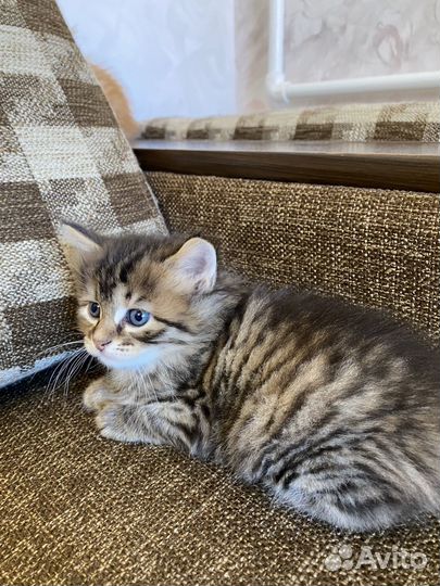 Курильский бобтейл