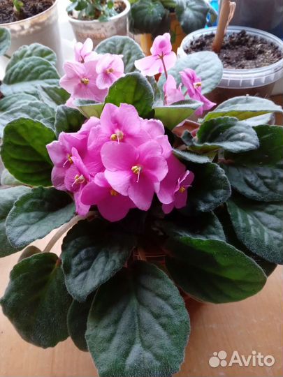 Фиалка и шлюмбергер бело-розовый (декабрист)