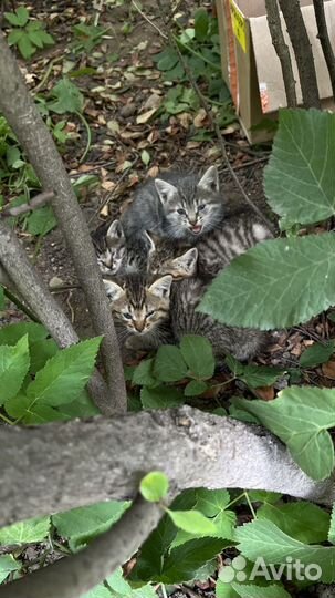 Бездомные котята в добрые руки