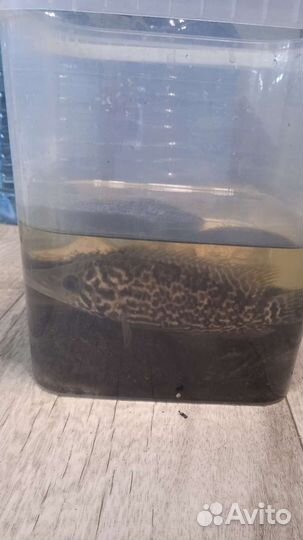 Аквариумные рыбки