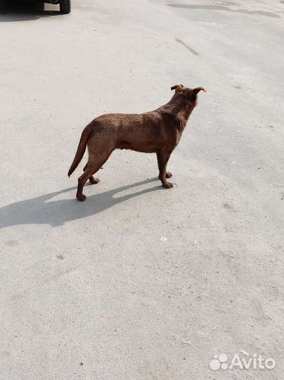 Шоколадный малыш Каштан ищет дом