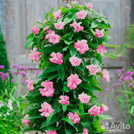 Калистегия махровая (многолетняя лиана)