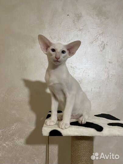 Ориентальный котик