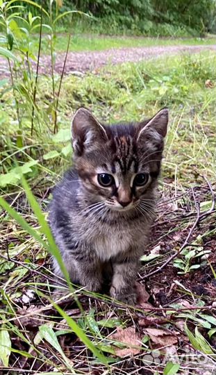 Котята и кошка в добрые руки в дар