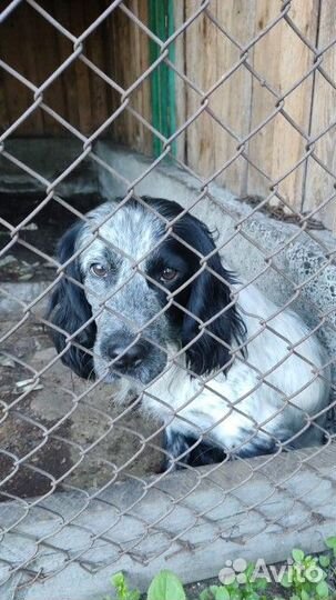 Продам щенка (кобелек)