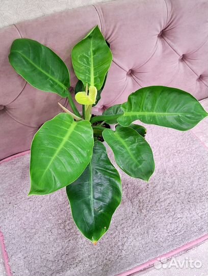 Фил Муншайн, Диффенбахия Камилла, хойя Компакта