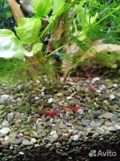 Сапфировый (голубой) попугай