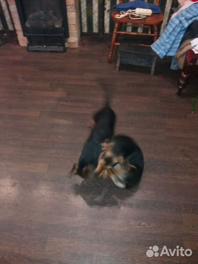 Собаки бесплатно в добрые руки щенки таксы